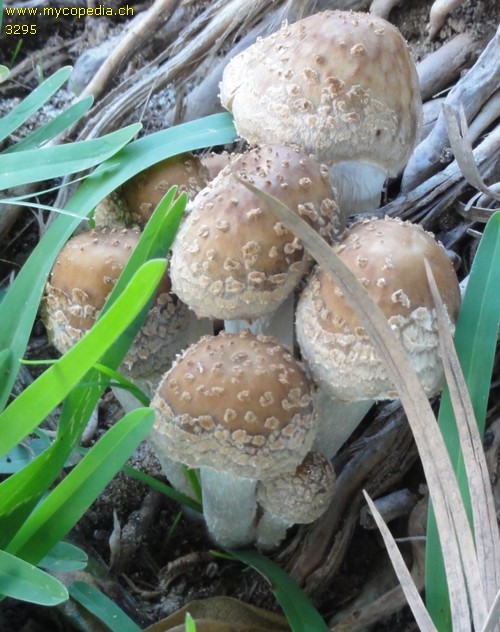 Psathyrella cotonea - 