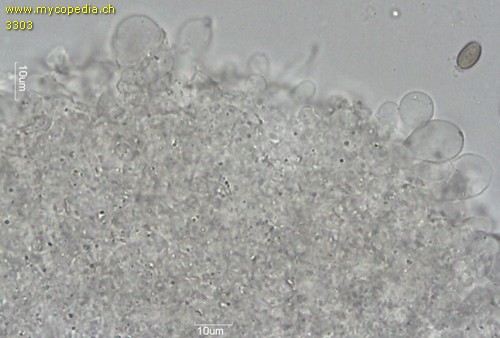 Psathyrella cotonea - Cheilozystiden - 