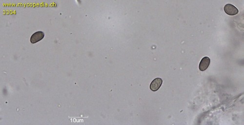 Psathyrella cotonea - Sporen - Wasser  - 