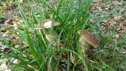 Boletus reticulatus - 