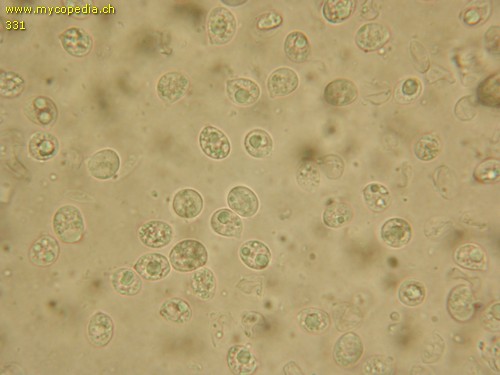 Clitocybula platyphylla - Sporen - 