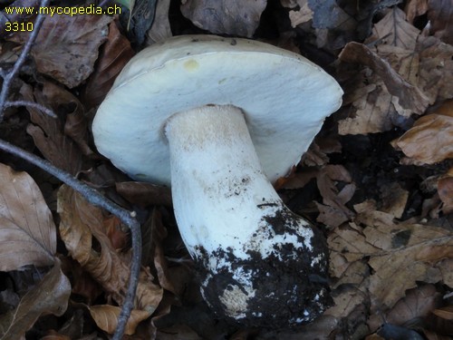 Boletus reticulatus - 