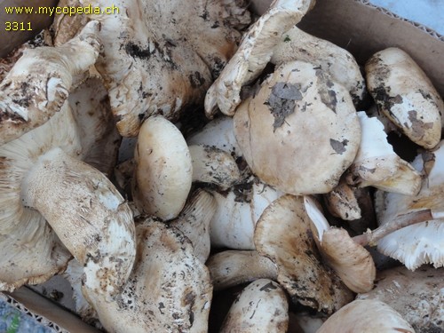 Tricholoma acerbum - 