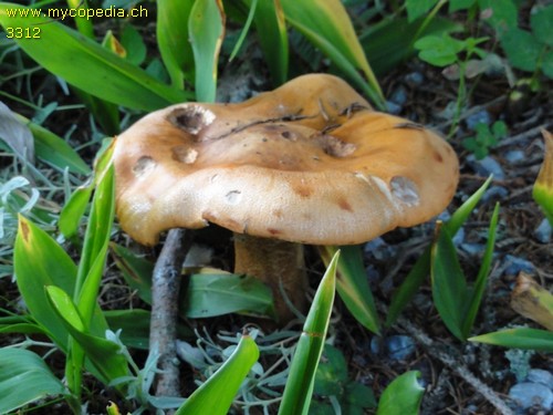 Tricholoma aurantium - 