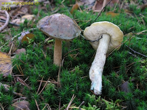 Leccinum holopus - 