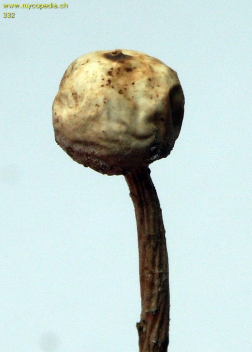 Tulostoma brumale - 