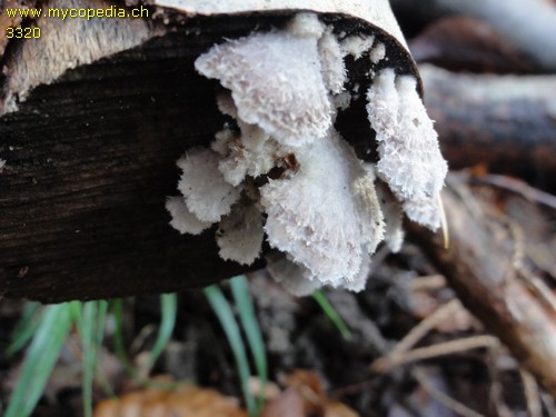 Schizophyllum commune - 