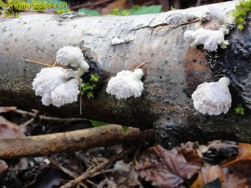 Schizophyllum commune - 