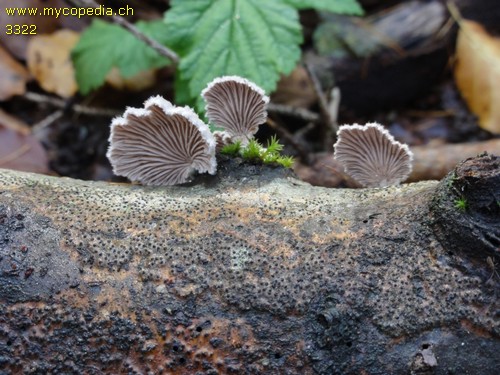 Schizophyllum commune - 