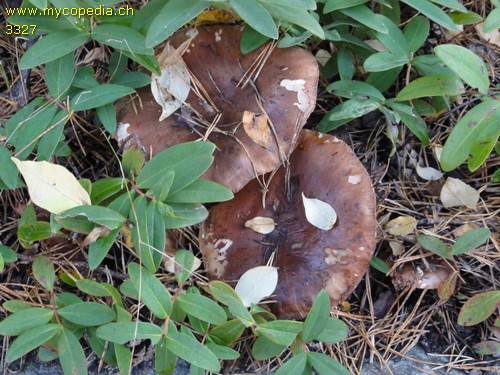 Tricholoma fracticum - 