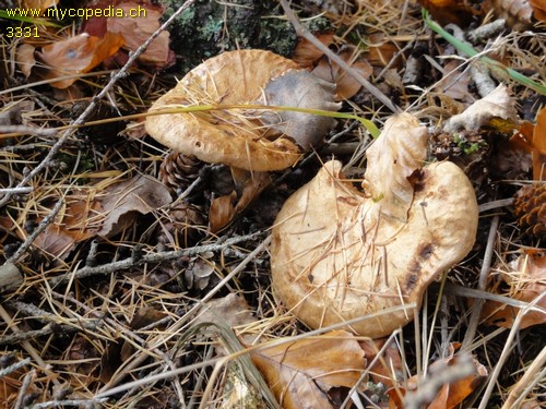 Paxillus involutus - 