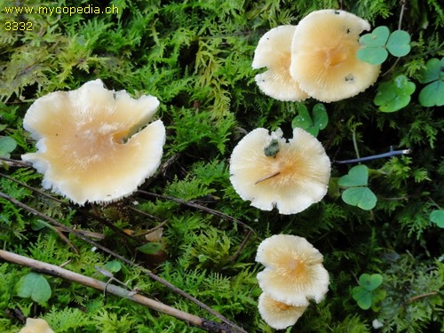 Cystoderma amianthinum - 