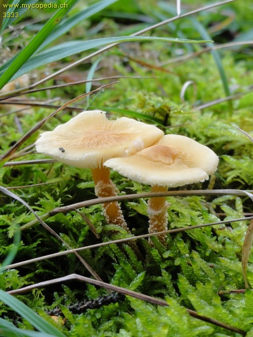 Cystoderma amianthinum - 