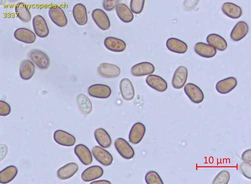Psathyrella piluliformis - Sporen - 