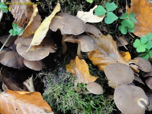 Psathyrella piluliformis - 