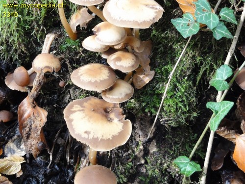 Psathyrella piluliformis - 