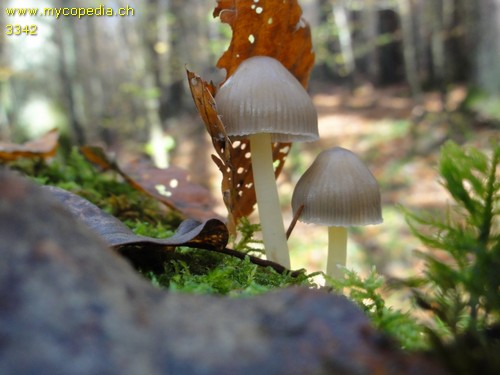 Mycena epipterygia - 