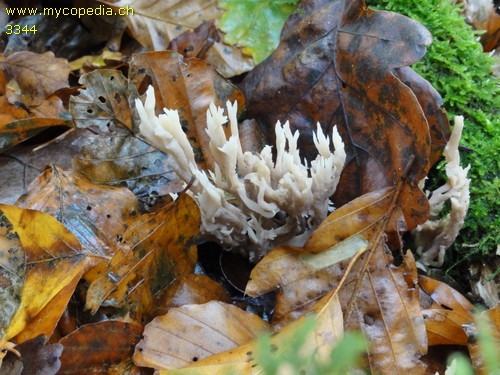 Ramaria fennica - 