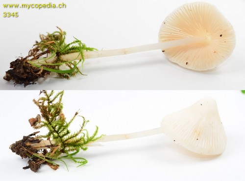 Mycena polygramma f. candida - 