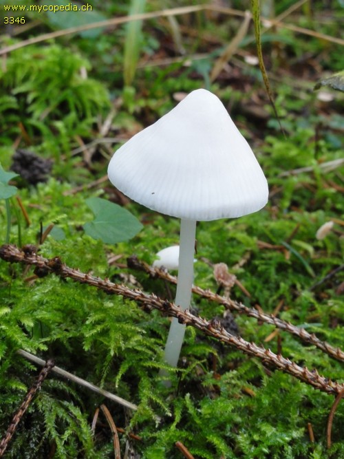 Mycena polygramma f. candida - 