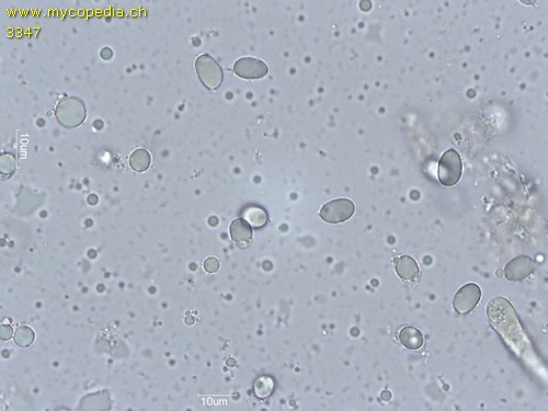 Mycena polygramma f. candida - Spore/n - Melzers  - 