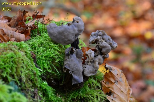 Helvella lacunosa - 