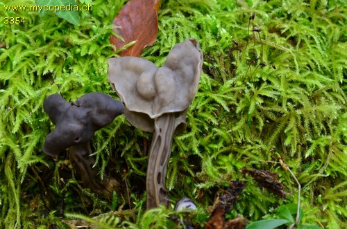 Helvella lacunosa - 