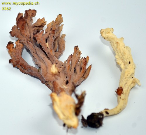 Clavulina rugosa - 