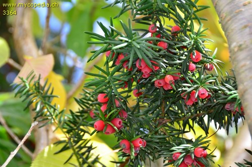 Taxus baccata - 