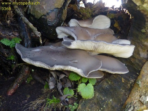 Pleurotus ostreatus - 