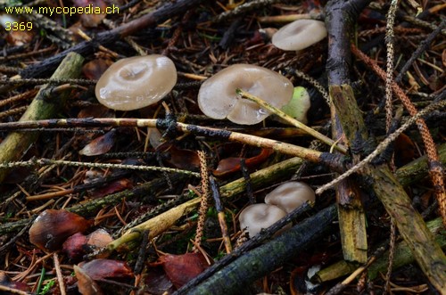 Clitocybe foetens - 