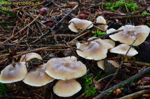 Rhodocollybia butyracea f. butyracea - 