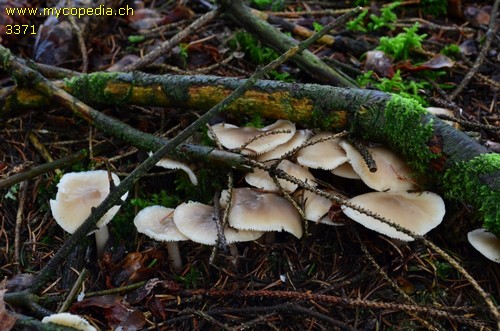 Rhodocollybia butyracea f. butyracea - 