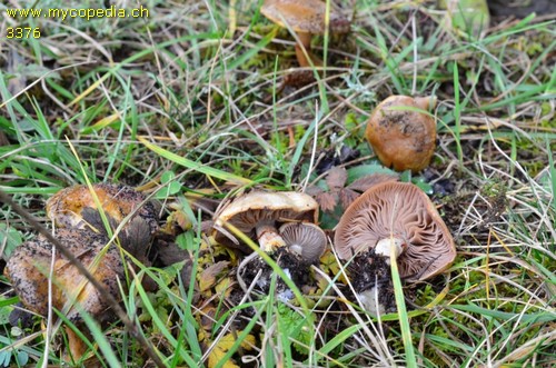 Cortinarius illibatus - 