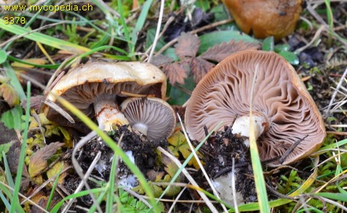 Cortinarius illibatus - 