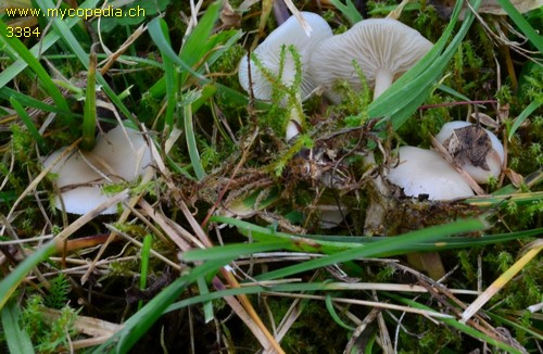 Clitocybe quisquiliarum - 