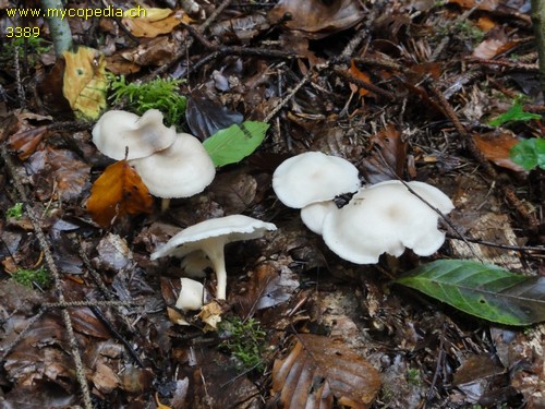 Singerocybe phaeophthalma - 