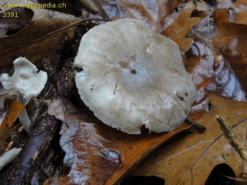 Hygrophorus agathosmus - 