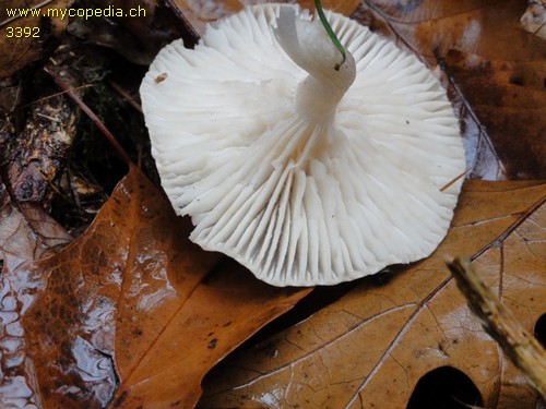 Hygrophorus agathosmus - 