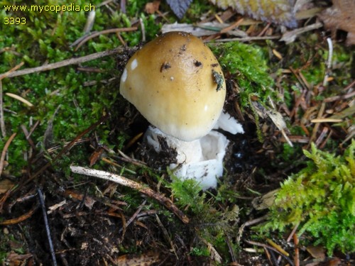 Amanita submembranacea - 