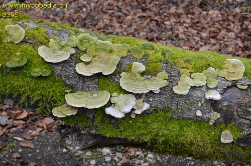 Trametes hirsuta - 