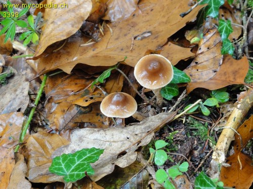 Cortinarius fasciatus - 