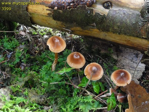 Cortinarius fasciatus - 