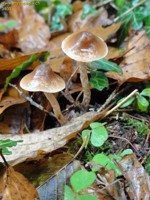 Cortinarius fasciatus - 