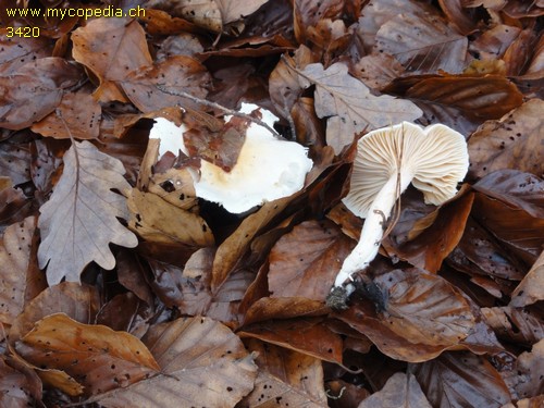 Hygrophorus poetarum - 