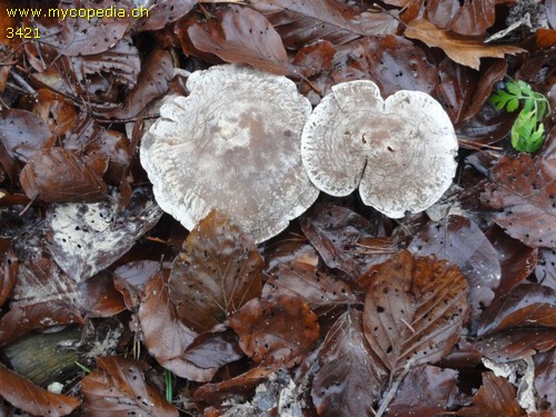 Atractosporocybe inornata - 