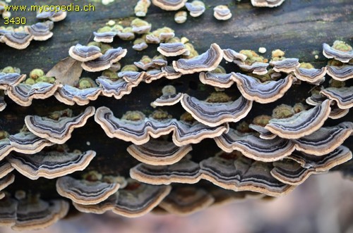 Trametes versicolor - 