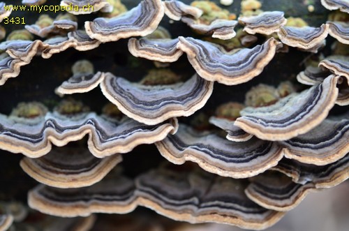 Trametes versicolor - 