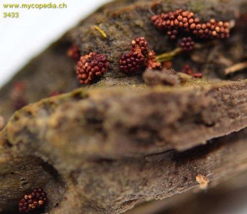 Metatrichia vesparia - 