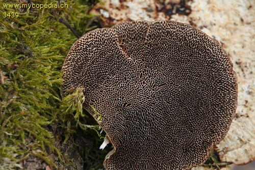 Daedaleopsis confragosa - 